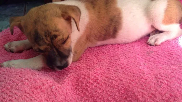 Cachorro ra a SRD idade Abaixo de 2 meses nome Coração
