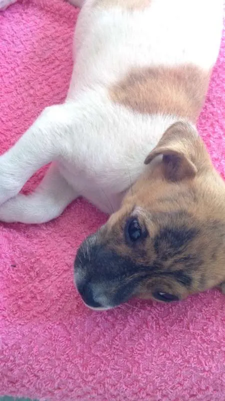 Cachorro ra a SRD idade Abaixo de 2 meses nome Coração