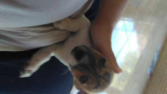 Cachorro ra a SRD idade Abaixo de 2 meses nome Coração