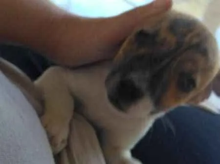 Cachorro ra a SRD idade Abaixo de 2 meses nome Coração