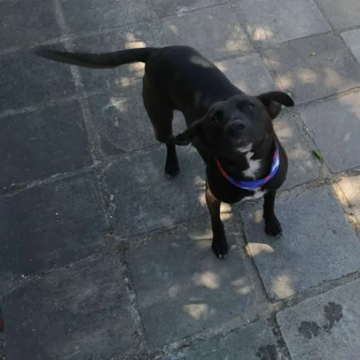 Cachorro ra a sem raça definida idade 3 anos nome A escolher