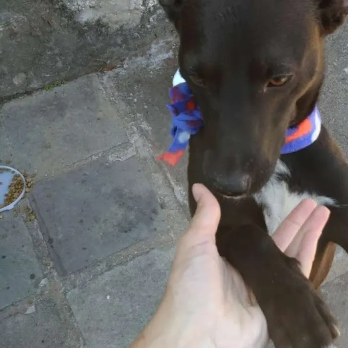 Cachorro ra a sem raça definida idade 3 anos nome A escolher