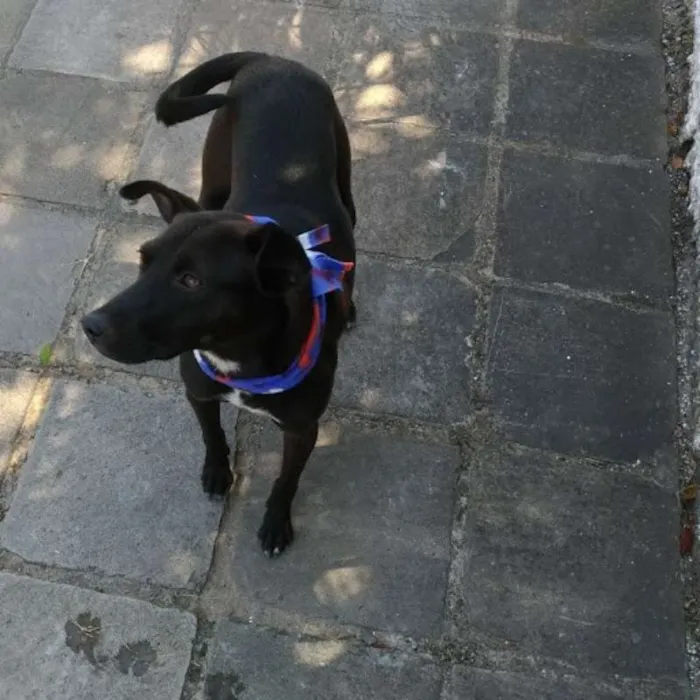 Cachorro ra a sem raça definida idade 3 anos nome A escolher