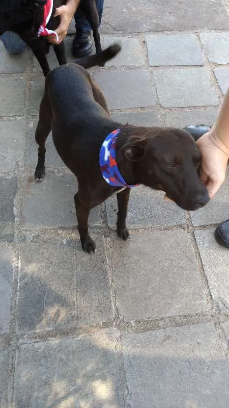 Cachorro ra a sem raça definida idade 3 anos nome A escolher