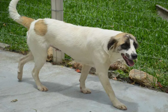 Cachorro ra a SRD idade 7 a 11 meses nome Cloe