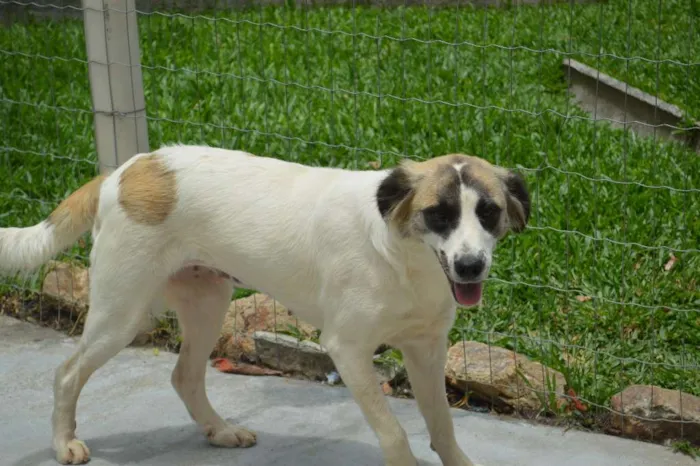 Cachorro ra a SRD idade 7 a 11 meses nome Cloe