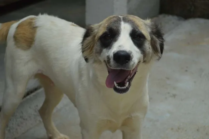 Cachorro ra a SRD idade 7 a 11 meses nome Cloe