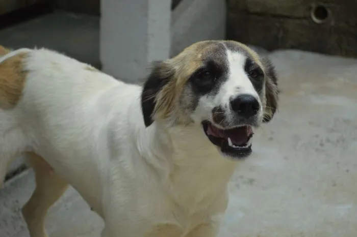Cachorro ra a SRD idade 7 a 11 meses nome Cloe