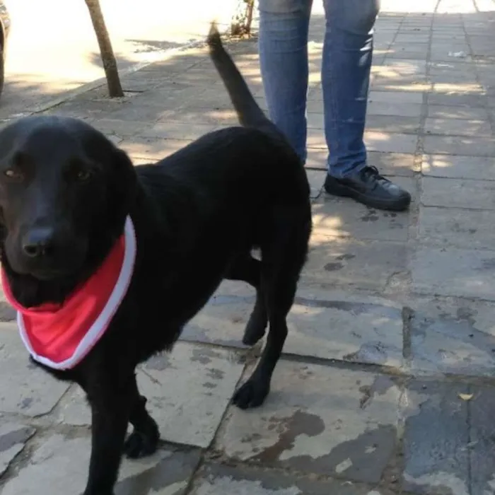 Cachorro ra a Sem raça definida idade 1 ano nome A escolher