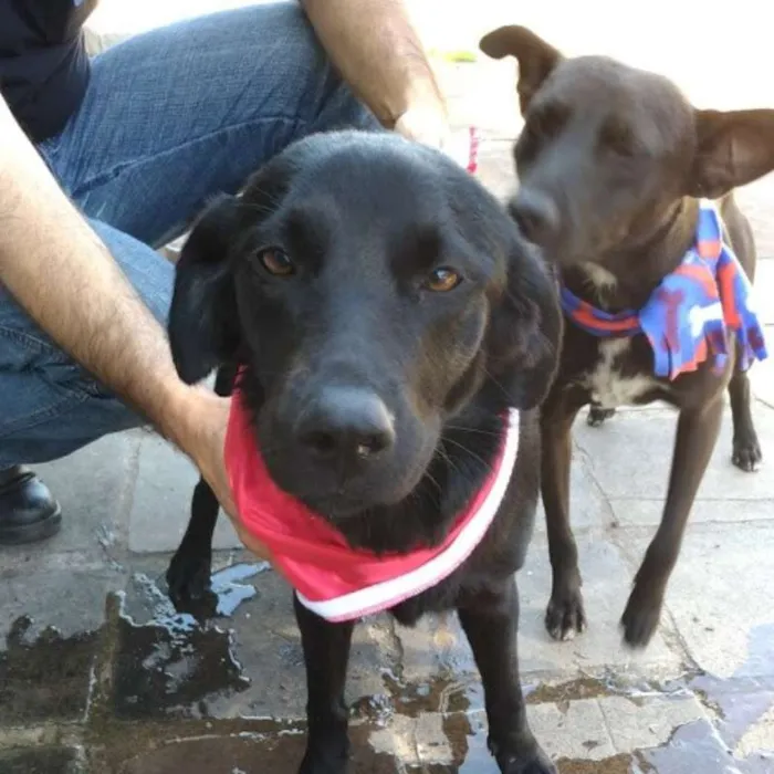 Cachorro ra a Sem raça definida idade 1 ano nome A escolher