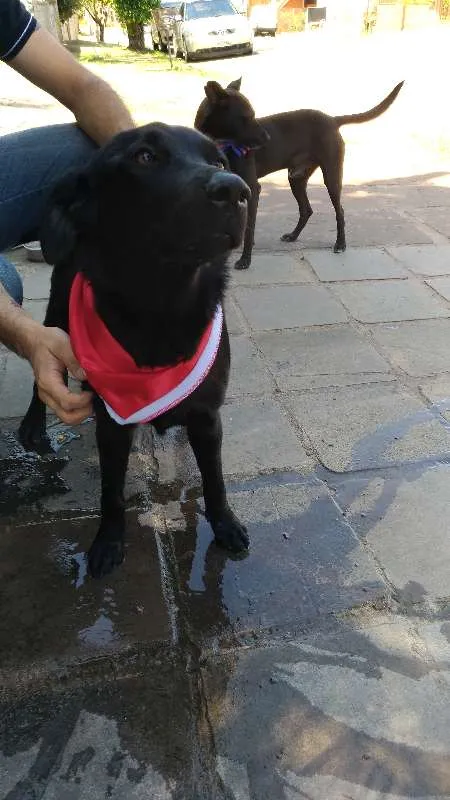 Cachorro ra a Sem raça definida idade 1 ano nome A escolher