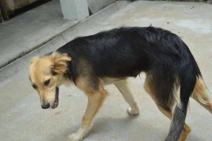 Cachorro ra a srd idade 7 a 11 meses nome Tatá