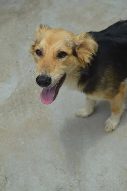 Cachorro ra a srd idade 7 a 11 meses nome Tatá