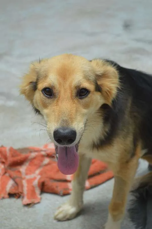 Cachorro ra a srd idade 7 a 11 meses nome Tatá