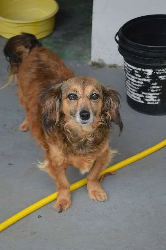 Cachorro ra a SRD idade 6 ou mais anos nome Lilli