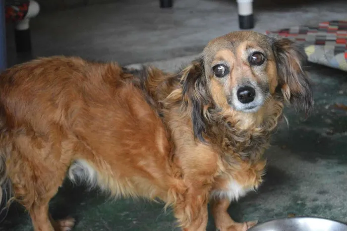 Cachorro ra a SRD idade 6 ou mais anos nome Lilli