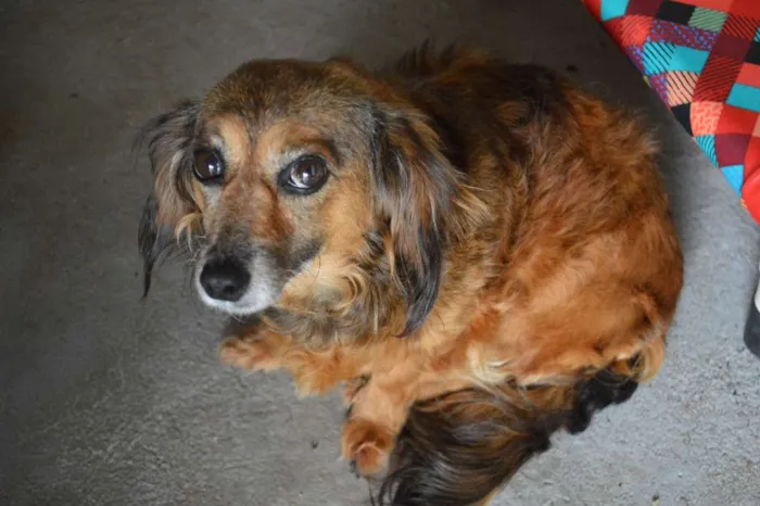 Cachorro ra a SRD idade 6 ou mais anos nome Lilli