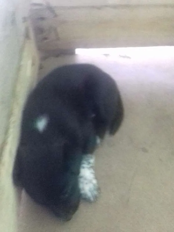 Cachorro ra a Mix idade Abaixo de 2 meses nome Filhotes
