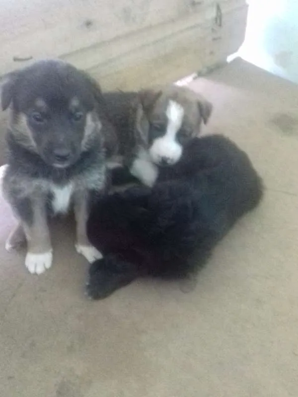 Cachorro ra a Mix idade Abaixo de 2 meses nome Filhotes