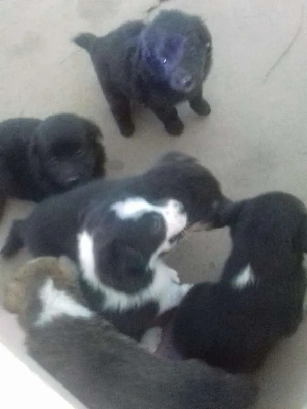 Cachorro ra a Mix idade Abaixo de 2 meses nome Filhotes