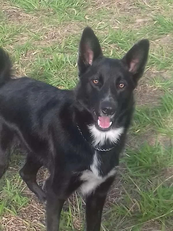 Cachorro ra a Mix idade Abaixo de 2 meses nome Filhotes