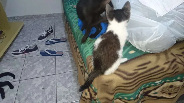 Gato ra a srd idade 2 a 6 meses nome Clara/Argus/Nina