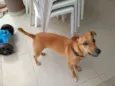 Toquinho