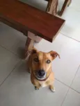 Toquinho