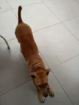 Toquinho