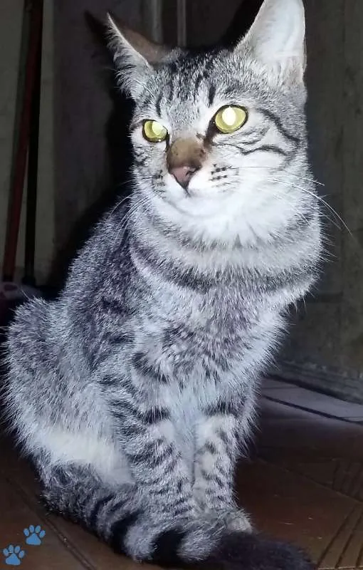 Gato ra a SRD idade 7 a 11 meses nome Nobel