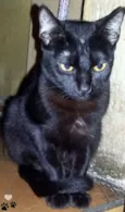 Simão