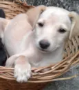 Lua