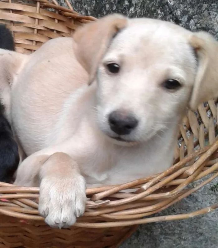 Cachorro ra a Indefinida idade Abaixo de 2 meses nome Lua