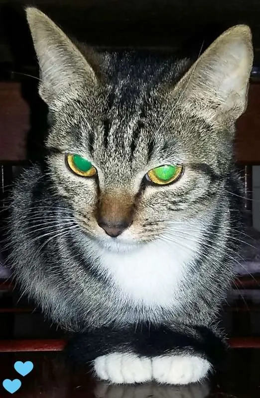 Gato ra a SRD idade 7 a 11 meses nome Whoopi