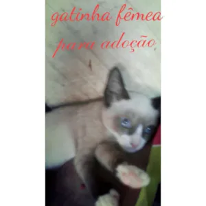 Gato raça Siamês idade 2 a 6 meses nome Lisa