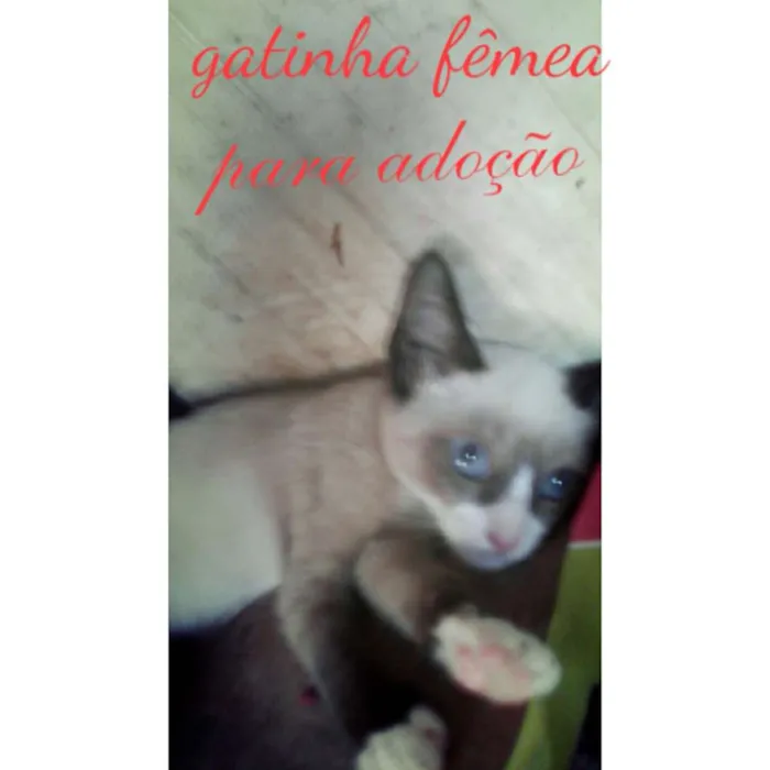 Gato raça Siamês idade 2 a 6 meses nome Lisa