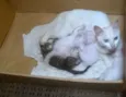 Gato