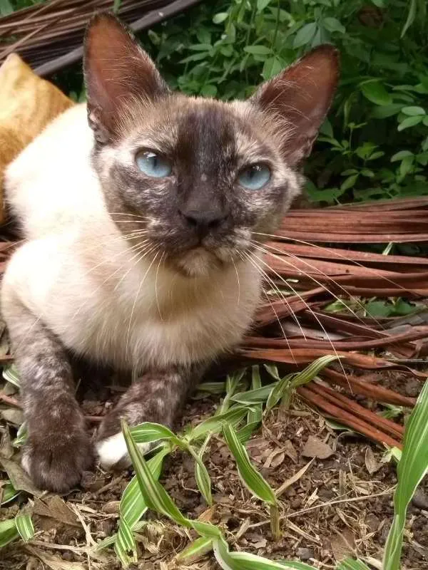 Gato ra a SRD idade 2 anos nome Onze
