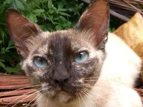 Gato ra a SRD idade 2 anos nome Onze