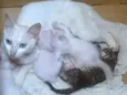 Gato