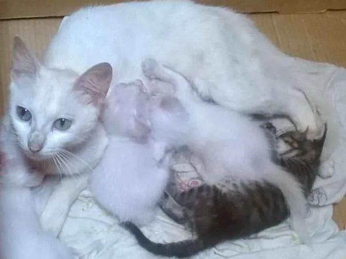 Gato ra a não sei idade Abaixo de 2 meses nome Gato
