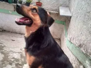 Cachorro raça Srd idade 1 ano nome Samuel