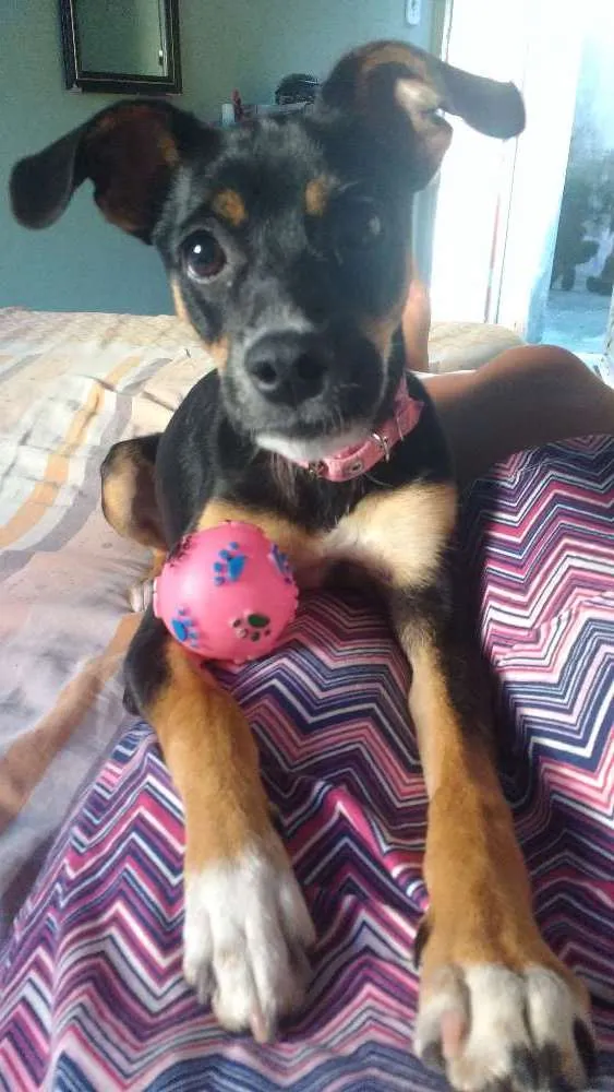 Cachorro ra a  idade 1 ano nome July