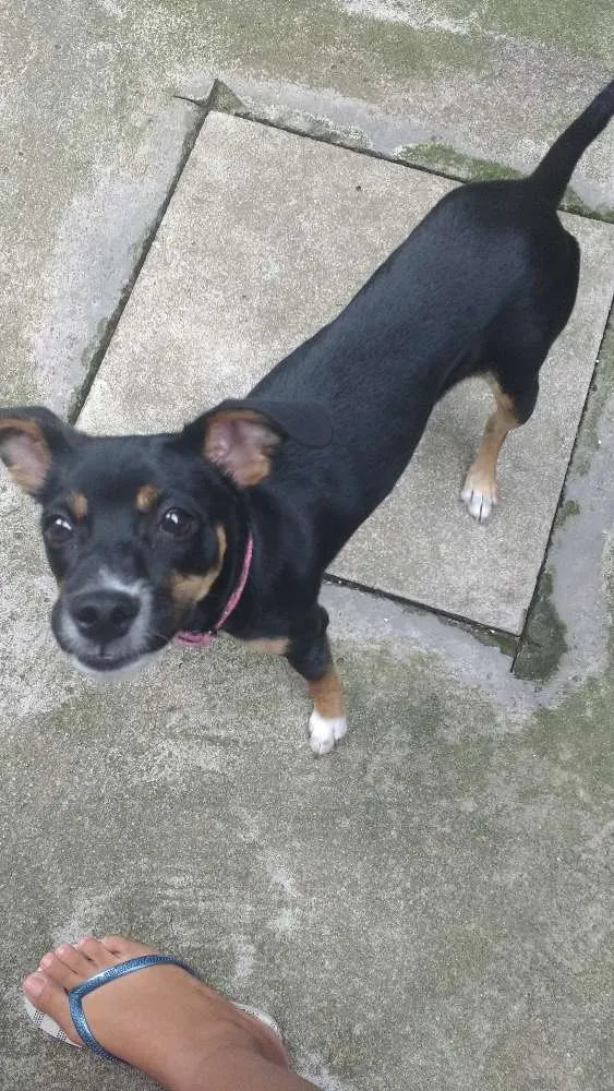 Cachorro ra a  idade 1 ano nome July