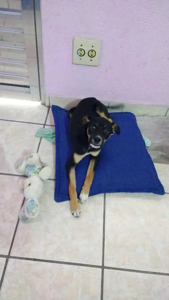 Cachorro ra a  idade 1 ano nome July