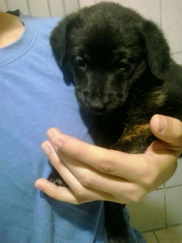 Cachorro ra a vira lata  idade Abaixo de 2 meses nome Amora