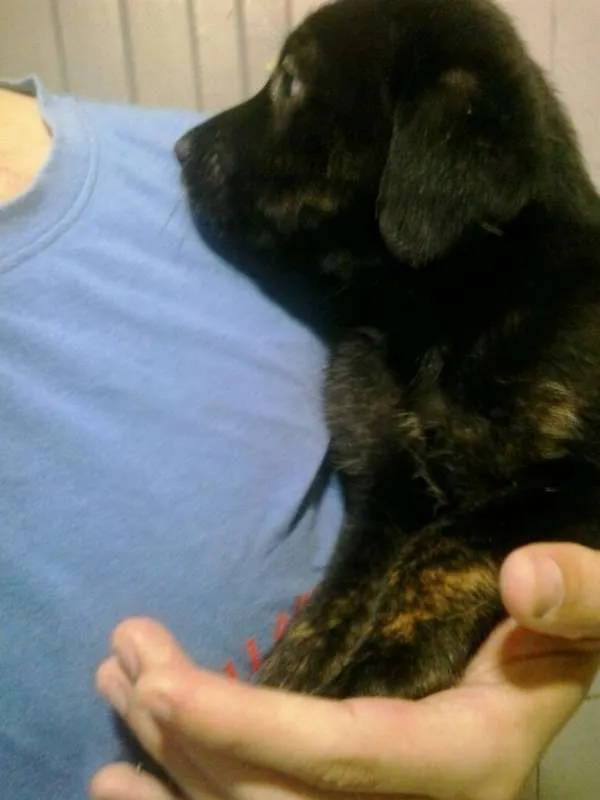 Cachorro ra a vira lata  idade Abaixo de 2 meses nome Amora
