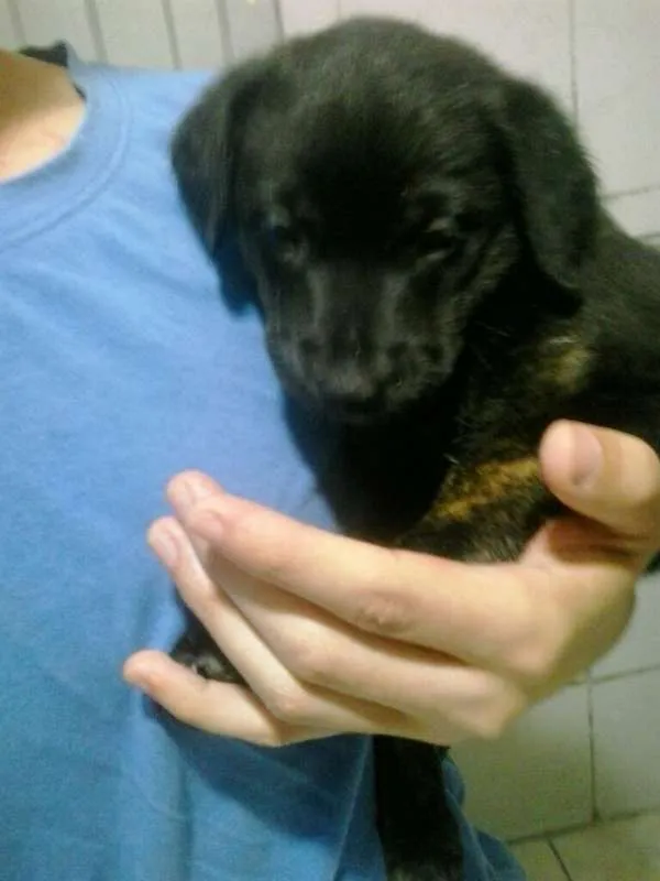 Cachorro ra a vira lata  idade Abaixo de 2 meses nome Amora