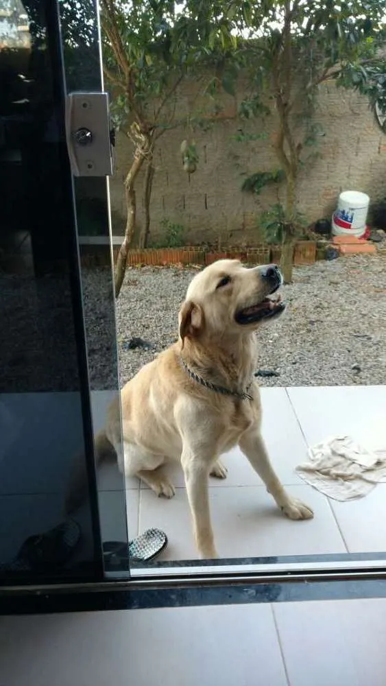 Cachorro ra a Labrador idade 3 anos nome Flarfy