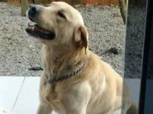 Cachorro raça Labrador idade 3 anos nome Flarfy